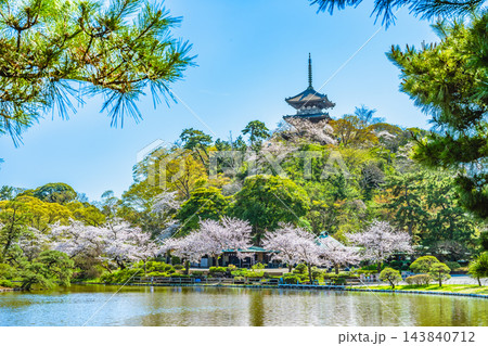 横浜 桜満開の三溪園 143840712