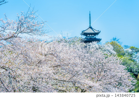 横浜 桜満開の三溪園 143840725