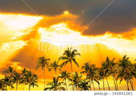 南国の椰子の木と美しい夕景 南国の椰子の木と美しい夕景 143841261