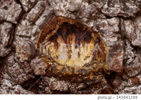 Textured pine bark (Pinus) with a cut branch node leaking golden sticky tree resin Textured pine bark (Pinus) with a cut branch node leaking golden sticky tree resin 143841289