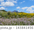 春、土手に咲く青紫色と黄色の野草。背景の磐梯山とのコラボレーションが青空に印象的で綺麗だ。 143841456