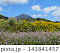 春、土手に咲く青紫と黄色の野草。背景の磐梯山とのコラボレーションが青空に印象的で綺麗だ。 143841457