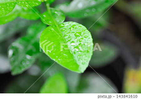 Pomelo leaf ,Pampelmoose or Citrus maxima or RUTACEAE plant and rain drople tor dew drop Pomelo leaf ,Pampelmoose or Citrus maxima or RUTACEAE plant and rain drople tor dew drop 143841610
