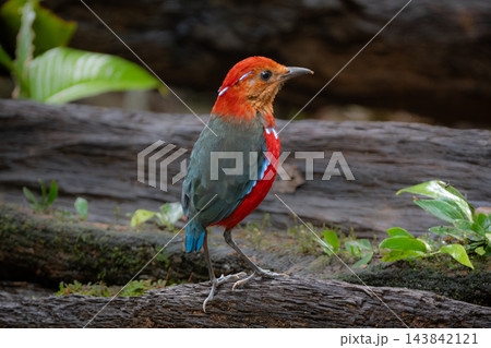 ボルネオ固有種のアオオビヤイロチョウ 鮮やかな赤と青が美しい珍鳥の野鳥写真 143842121