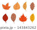 Autumn and fall leaves hand drawn set of foliage isolated on white background. 143843262