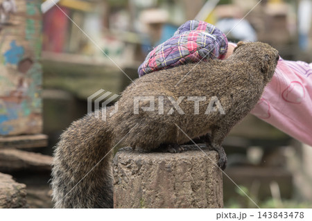 【町田リス園 リスにひまわりの種をあげる】 【町田リス園 リスにひまわりの種をあげる】 143843478