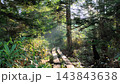 木々に囲まれた道 143843638