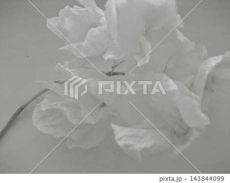 Soft monochrome flower seen through translucent fabric, dreamy abstract floral background 143844099