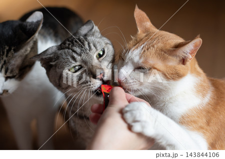 おやつを食べる二匹の猫 143844106