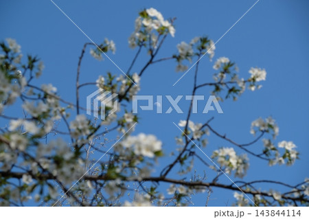 白桜の花越しに浮かぶ夕暮れの月と青空 143844114