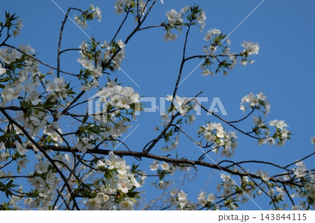 白桜の花越しに浮かぶ夕暮れの月と青空 白桜の花越しに浮かぶ夕暮れの月と青空 143844115