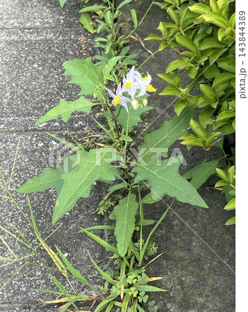夏、道路脇で花を咲かせたワルナスビ。ナスによく似た淡い紫色の星形の花と黄色い雄しべが特徴で、道端や空 夏、道路脇で花を咲かせたワルナスビ。ナスによく似た淡い紫色の星形の花と黄色い雄しべが特徴で、道端や空 143844389