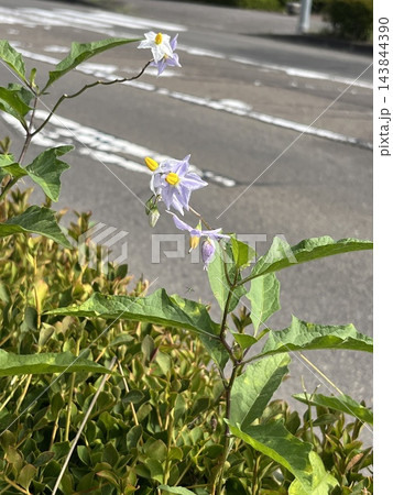 夏、道路脇で花を咲かせたワルナスビ。ナスによく似た淡い紫色の星形の花と黄色い雄しべが特徴で、道端や空 夏、道路脇で花を咲かせたワルナスビ。ナスによく似た淡い紫色の星形の花と黄色い雄しべが特徴で、道端や空 143844390