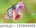 花蜜を吸うアサギマダラの雄 143844408