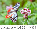 フジバカマの周りを飛ぶアサギマダラ 143844409