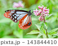 鮮やかで綺麗な蝶、アサギマダラ 143844410