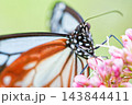 花蜜を吸うアサギマダラの雄、クローズアップ 143844411