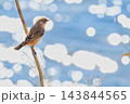 秋の川辺にいるノビタキ 143844565