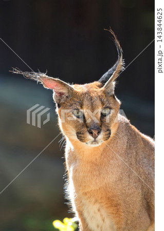 Caracal a closeup portrait Caracal a closeup portrait 143844625