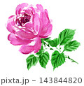 rose261022pix7 143844820