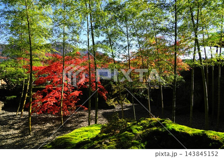青い竹と苔むした岩に映える紅葉 11月箱根52箱根美術館の紅葉 青い竹と苔むした岩に映える紅葉 11月箱根52箱根美術館の紅葉 143845152