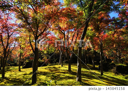 紅葉した木々　11月箱根70箱根美術館の紅葉 143845158