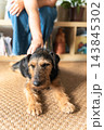 Dog enjoying pet from owner hand on carpet. Adorable terrier dog relaxing on a natural fiber carpet, receiving gentle pets from its owner's hand in a cozy home 143845302