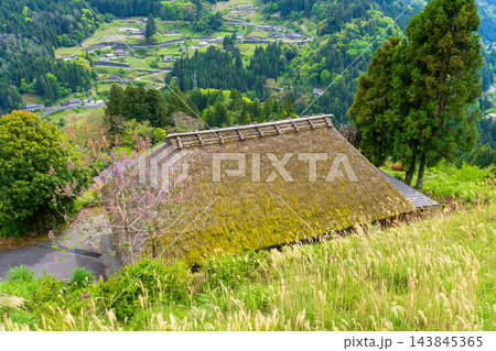 【重要伝統的建造物群保存地区】東祖谷山村落合 初夏の風景 茅葺き屋根と花咲くキリの木 徳島県三好市 【重要伝統的建造物群保存地区】東祖谷山村落合 初夏の風景 茅葺き屋根と花咲くキリの木 徳島県三好市 143845365
