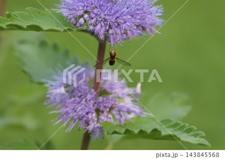 秋の庭に咲く紫色のダンギクの花の蜜を吸うホソヒラタアブ 143845568