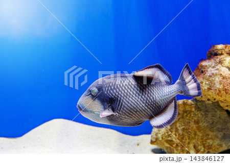Tropical ocean travel resort asset featuring underwater reef fish and blue water 143846127