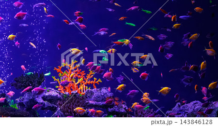 Large school of colorful neon glofish swimming inside fluorescent aquarium Large school of colorful neon glofish swimming inside fluorescent aquarium 143846128