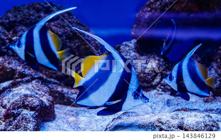 Beautiful longfin bannerfish swimming in deep blue water near reef Beautiful longfin bannerfish swimming in deep blue water near reef 143846129