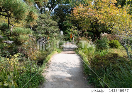 木漏れ日が差し込む向島百花園の散策路と秋草 143846977