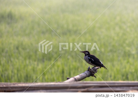 Asian pied myna bird perched on a bamboo stick near a green paddy field. Gracupica contra resting outdoors in natural morning sunlight. Asian pied myna bird perched on a bamboo stick near a green paddy field. Gracupica contra resting outdoors in natural morning sunlight. 143847019