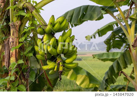Close-up of a large bunch of fresh green bananas growing on a banana palm tree. Unripe organic fruit cluster in a countryside farm. Close-up of a large bunch of fresh green bananas growing on a banana palm tree. Unripe organic fruit cluster in a countryside farm. 143847020