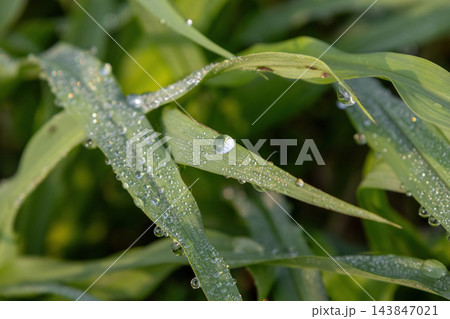 Close-up of dew drops resting on green grass blades in morning light. Fresh water droplets glistening on vibrant agricultural foliage in nature. Close-up of dew drops resting on green grass blades in morning light. Fresh water droplets glistening on vibrant agricultural foliage in nature. 143847021