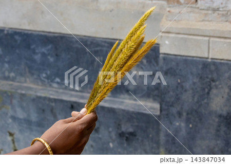 Person holding a bundle of golden foxtail grass spikes outdoors. Setaria viridis wild grass plume used for floral decoration. Person holding a bundle of golden foxtail grass spikes outdoors. Setaria viridis wild grass plume used for floral decoration. 143847034