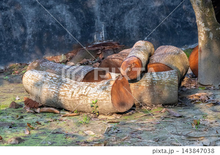 Pile of freshly cut wooden tree logs lying outdoors on the ground. Stacked timber logs prepared for forestry and woodworking industry. 143847038