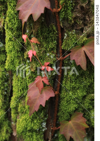 秋の紅葉した葉 143847048