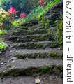 Wet mossy stone steps leading upward through lush tropical jungle with red foliage plants and volcanic rock wall 143847279