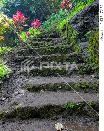 Wet mossy stone steps leading upward through lush tropical jungle with red foliage plants and volcanic rock wall Wet mossy stone steps leading upward through lush tropical jungle with red foliage plants and volcanic rock wall 143847279