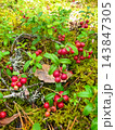 Wild Lingonberry Cowberry Plant with Ripe Red Berries Growing Among Green Moss and Pine Needles in Forest 143847305