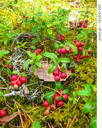 Wild Lingonberry Cowberry Plant with Ripe Red Berries Growing Among Green Moss and Pine Needles in Forest 143847305
