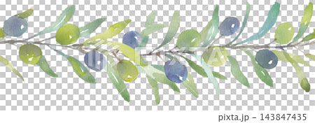 Olive line art drawn in watercolor Olive line art drawn in watercolor 143847435