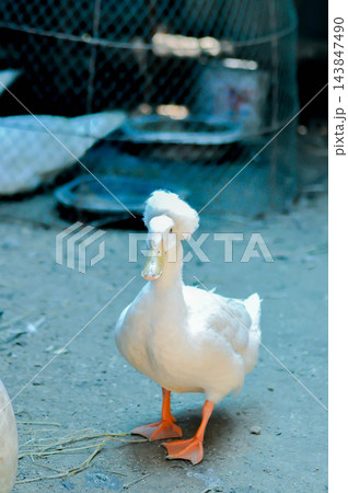 Crested, Crested duck or duck or ducks Crested, Crested duck or duck or ducks 143847490