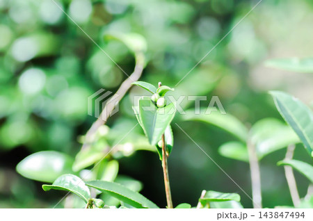 tea plant or tea plantation or Camellia sinensis , Camellia sinensis var sinensis or Camellia sinensis var assamica 143847494
