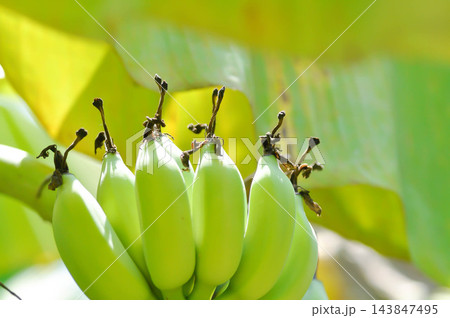 banana or banana plant, banana tree or Banana blossom in the orchard banana or banana plant, banana tree or Banana blossom in the orchard 143847495