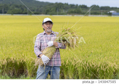 稲の束をかかえた70代の農家の男性 稲の束をかかえた70代の農家の男性 143847585