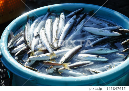 三重県尾鷲市_尾鷲港の水揚げ_カマス(魳) 三重県尾鷲市_尾鷲港の水揚げ_カマス(魳) 143847615