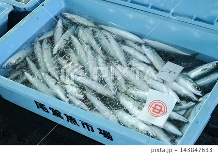三重県尾鷲市_尾鷲港の水揚げ_サバ(鯖) 143847633